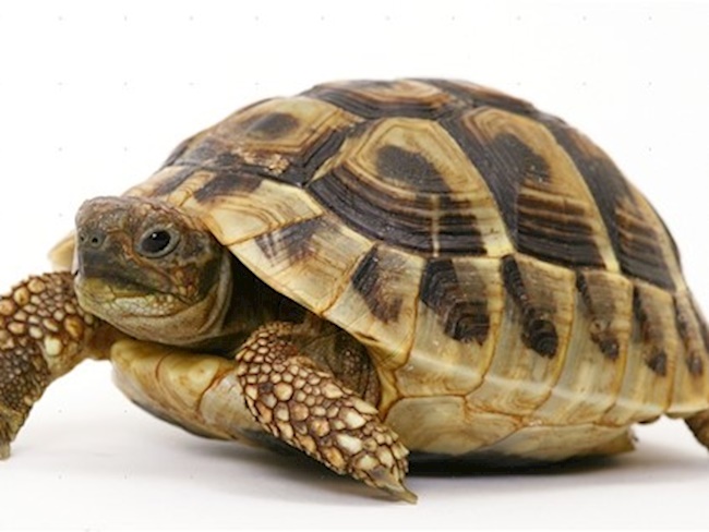 sanovnik kornjaca