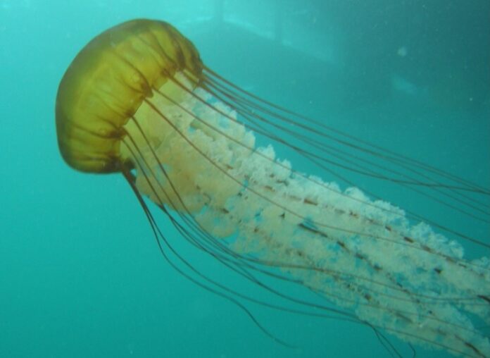 sanovnik meduza