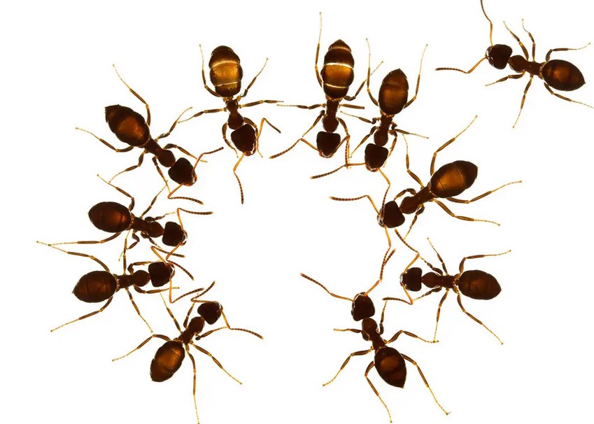 sanovnik mravi